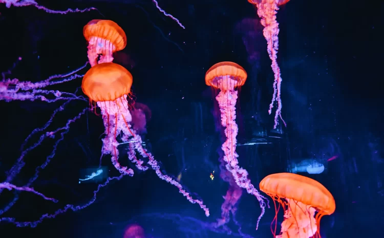  Rising Temperatures, Rising Tides: The UK’s Jellyfish Boom