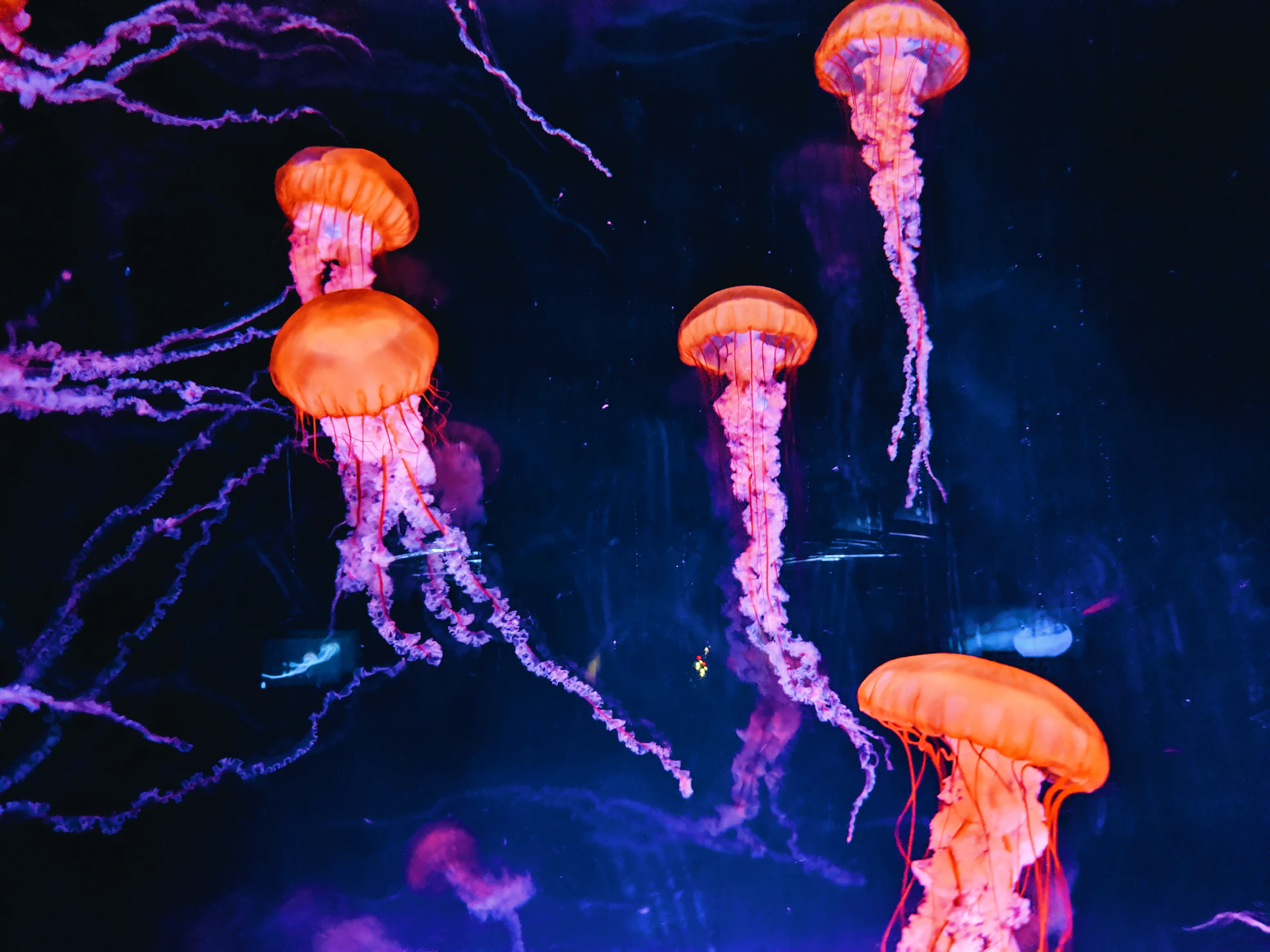 jellyfish