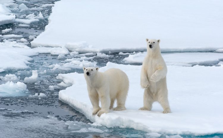  Geoengineering in the Arctic: A Bold Initiative with Cautionary Flags